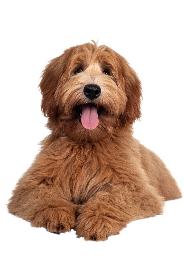 Read more about the article Labradoodle