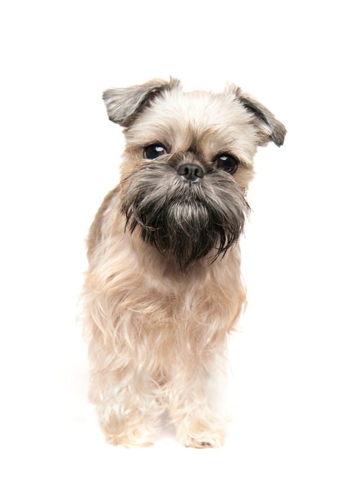 Read more about the article Brussels Griffon