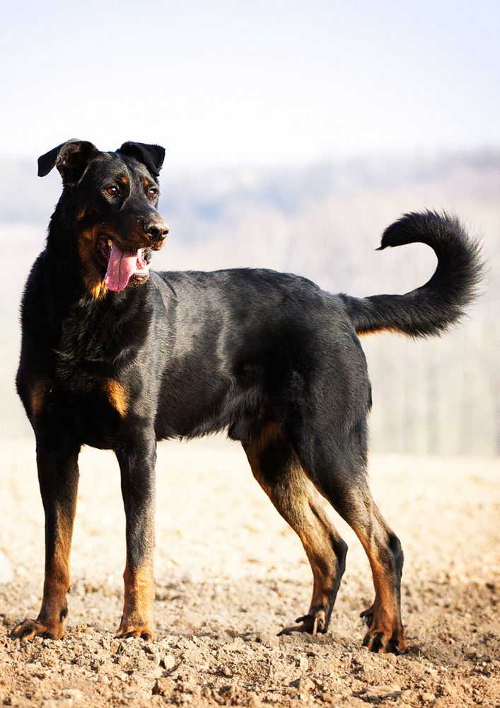 Read more about the article Beauceron