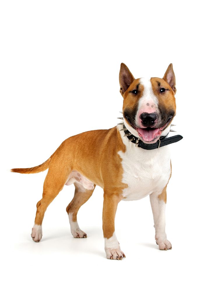 Read more about the article Bull Terrier