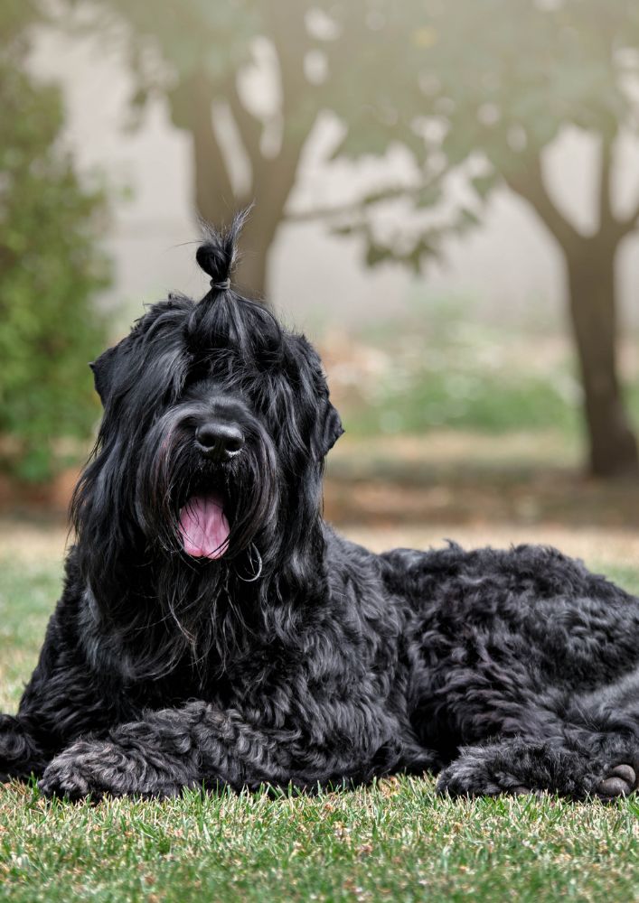 Read more about the article Black Russian Terrier