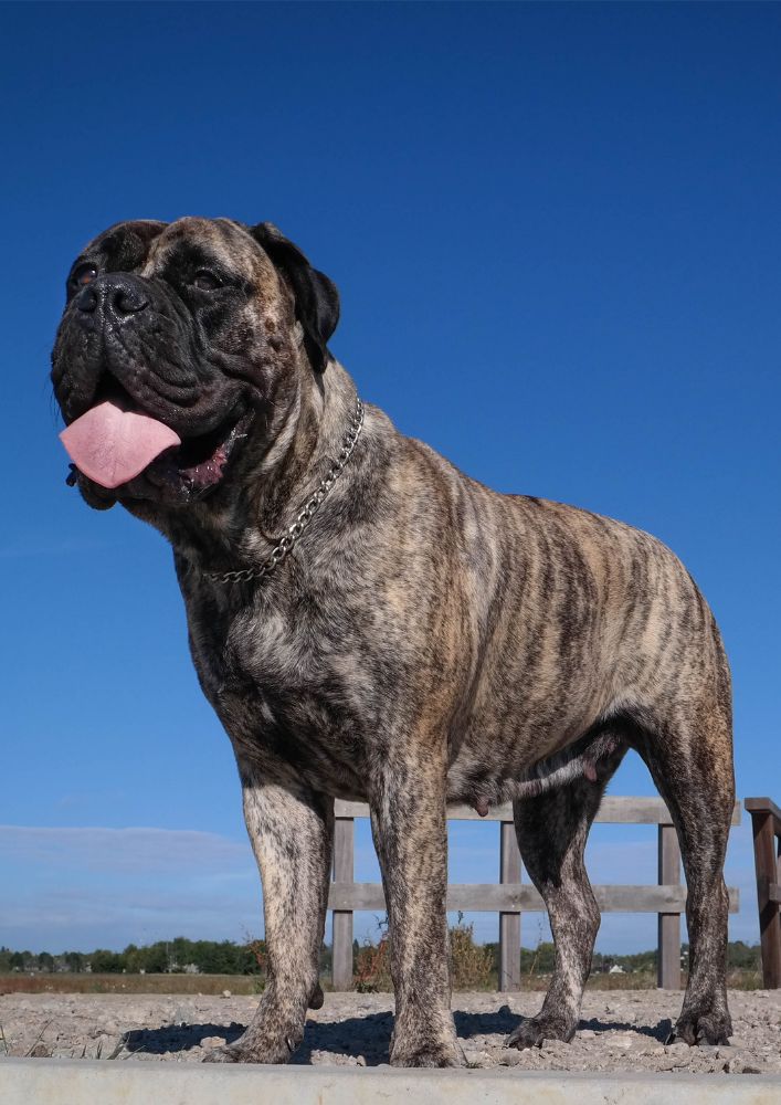 Read more about the article Bullmastiff