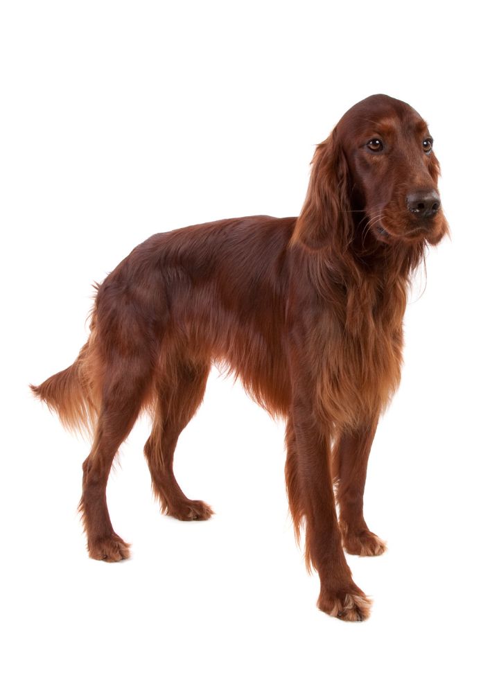 Read more about the article Irish Setter