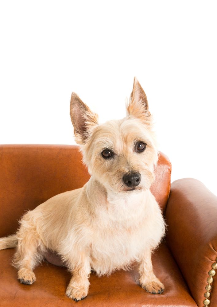 Read more about the article Cairn Terrier