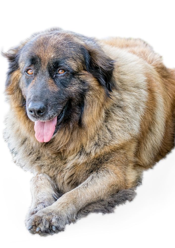 Read more about the article Estrela Mountain Dog