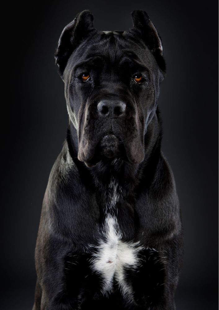 Read more about the article Cane Corso