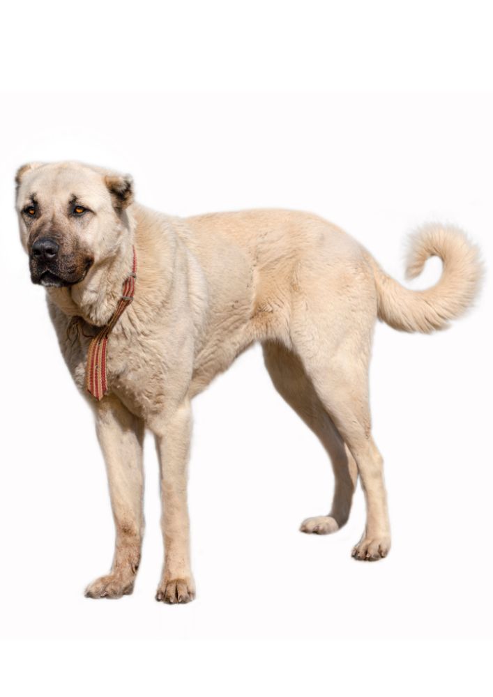 Read more about the article Anatolian Shepherd