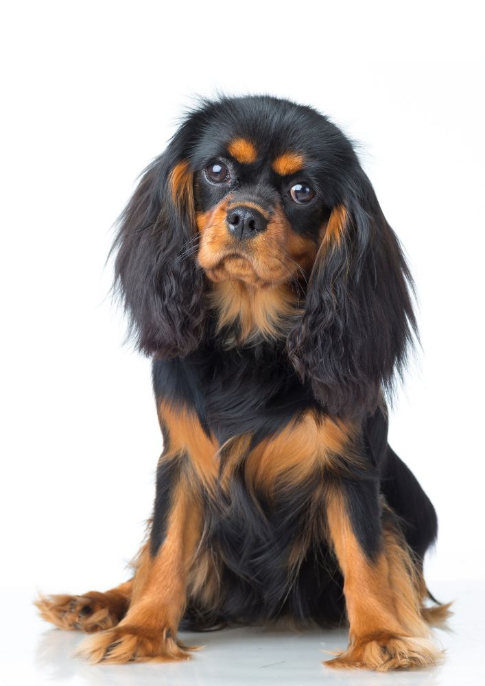 You are currently viewing Cavalier King Charles Spaniel