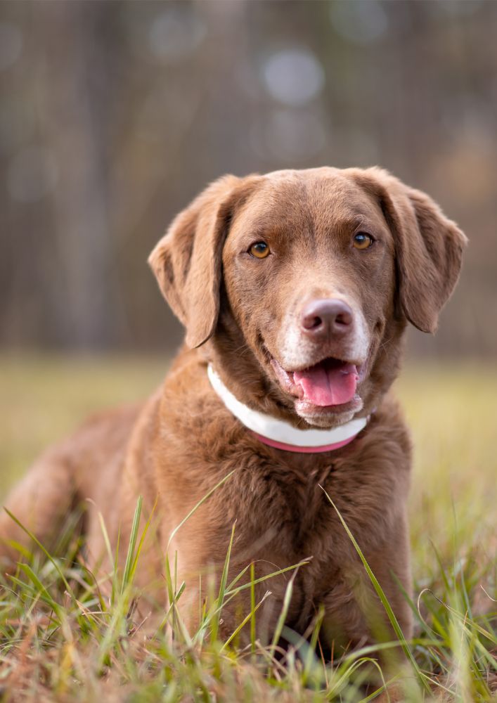 Read more about the article Chesapeake Bay Retriever