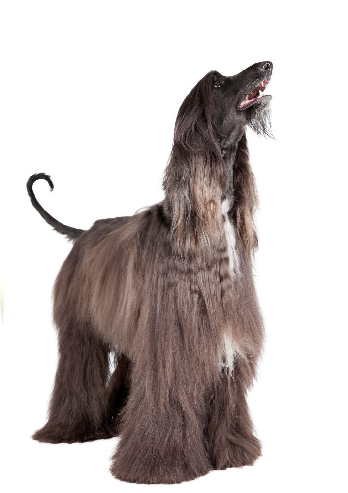 Read more about the article Afghan Hound