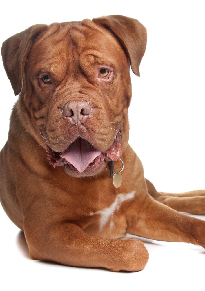 Read more about the article French Mastiff