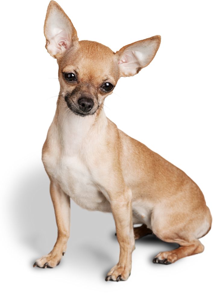 Read more about the article Chihuahua