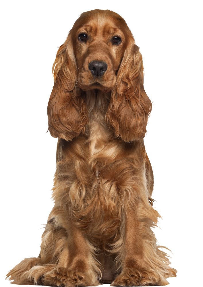 Read more about the article Cocker Spaniel