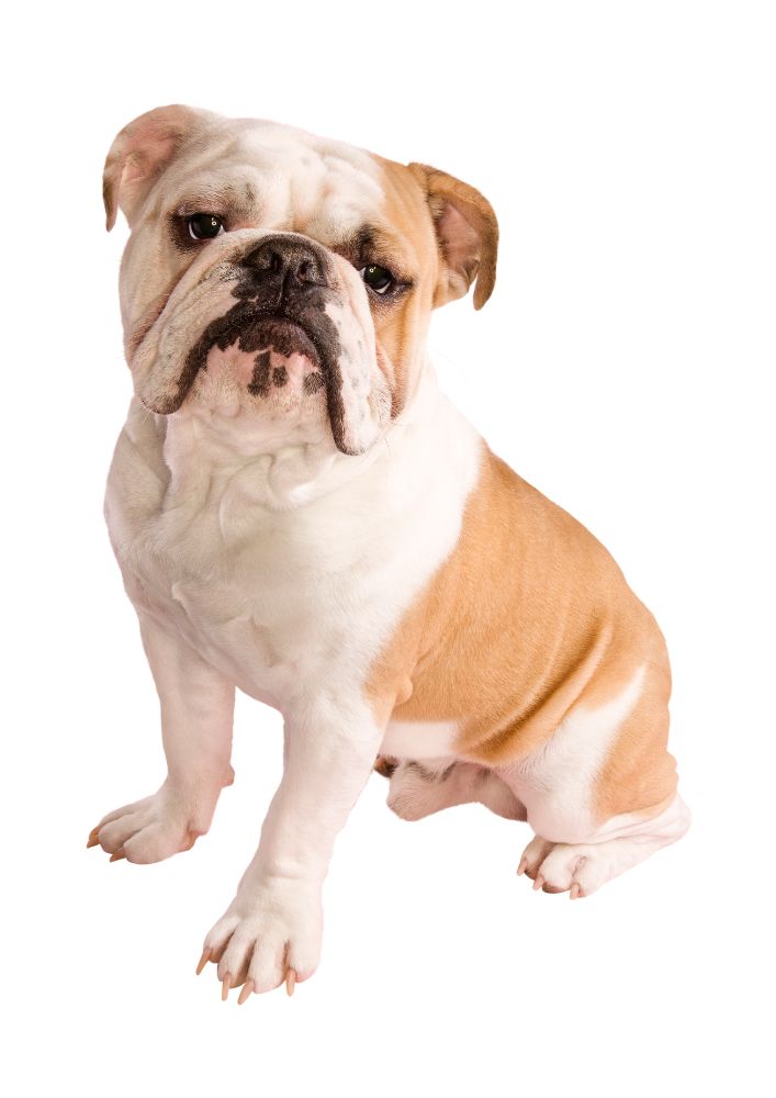 Read more about the article English Bulldog