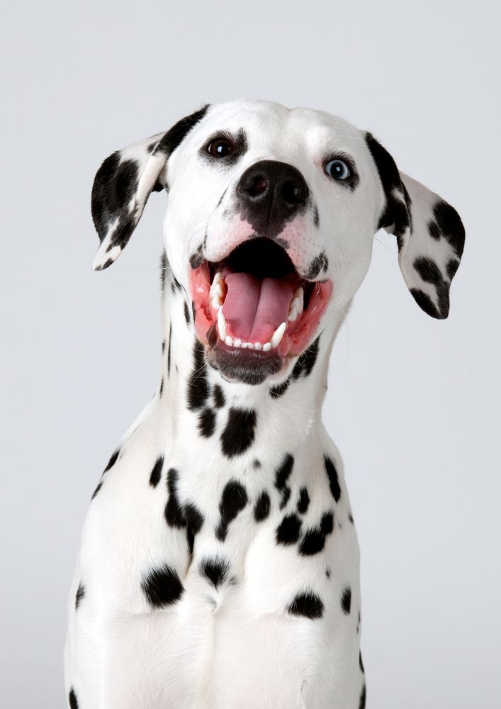 Read more about the article Dalmatian