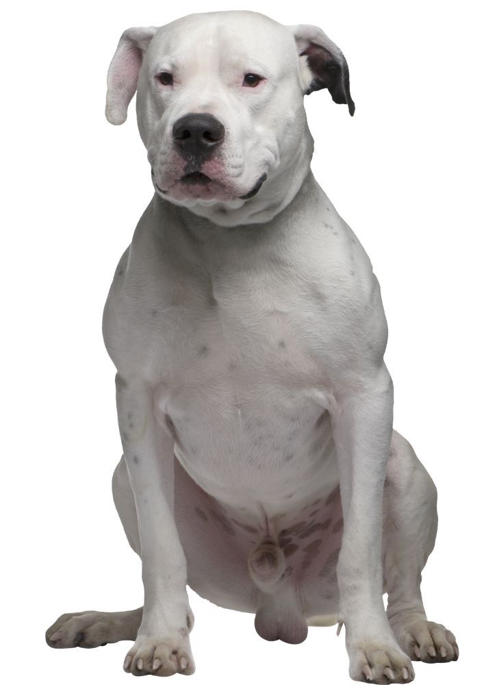 Read more about the article Dogo Argentino