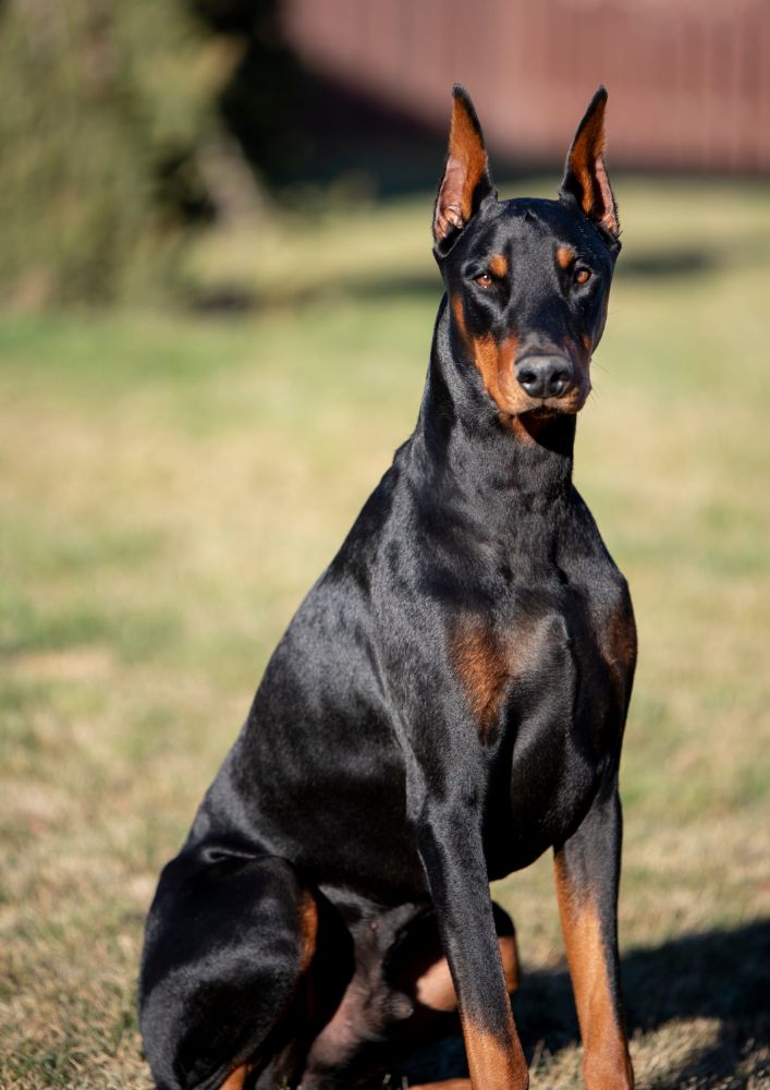 Read more about the article Doberman Pinscher