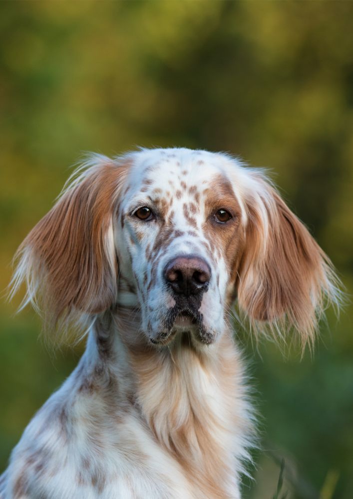 Read more about the article English Setter