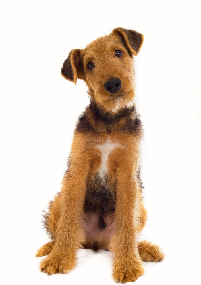 Read more about the article Airedale Terrier