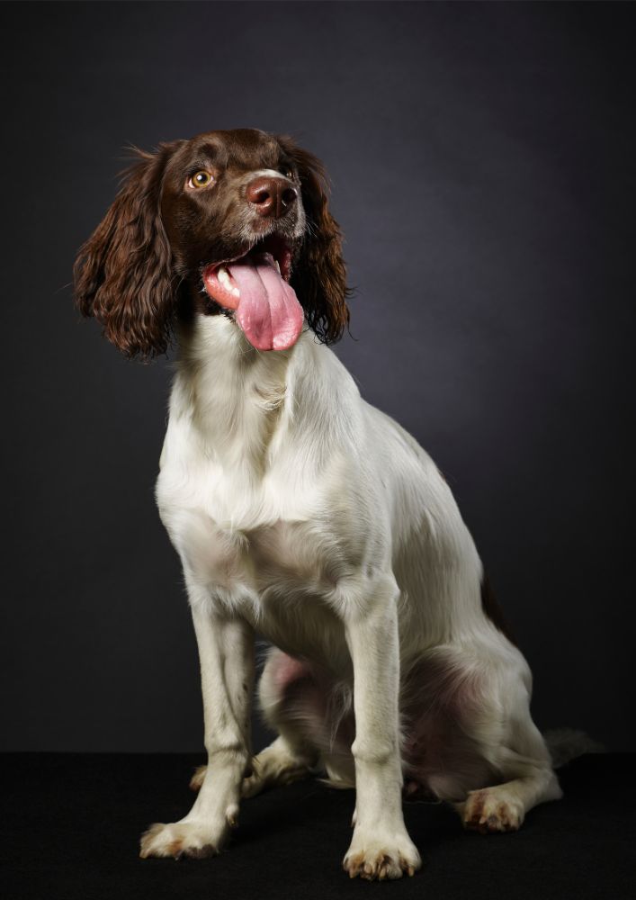 Read more about the article English Springer Spaniel