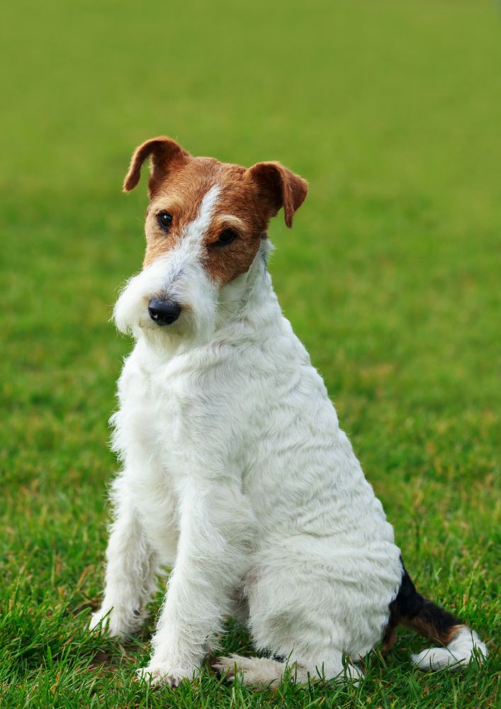 Read more about the article Fox Terrier