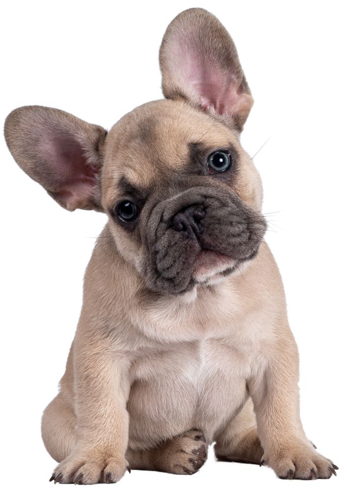 Read more about the article French Bulldog