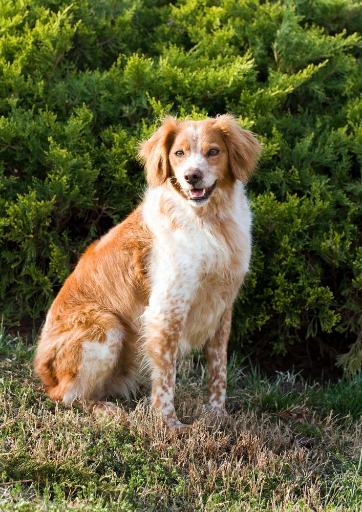 Read more about the article French Spaniel