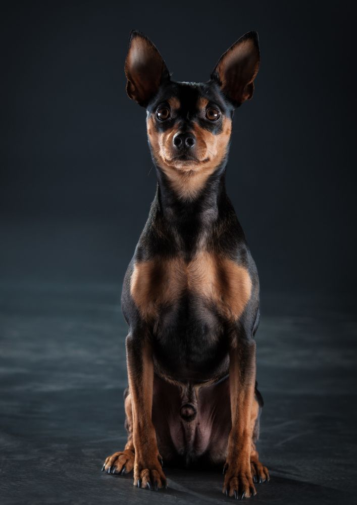 Read more about the article German Pinscher