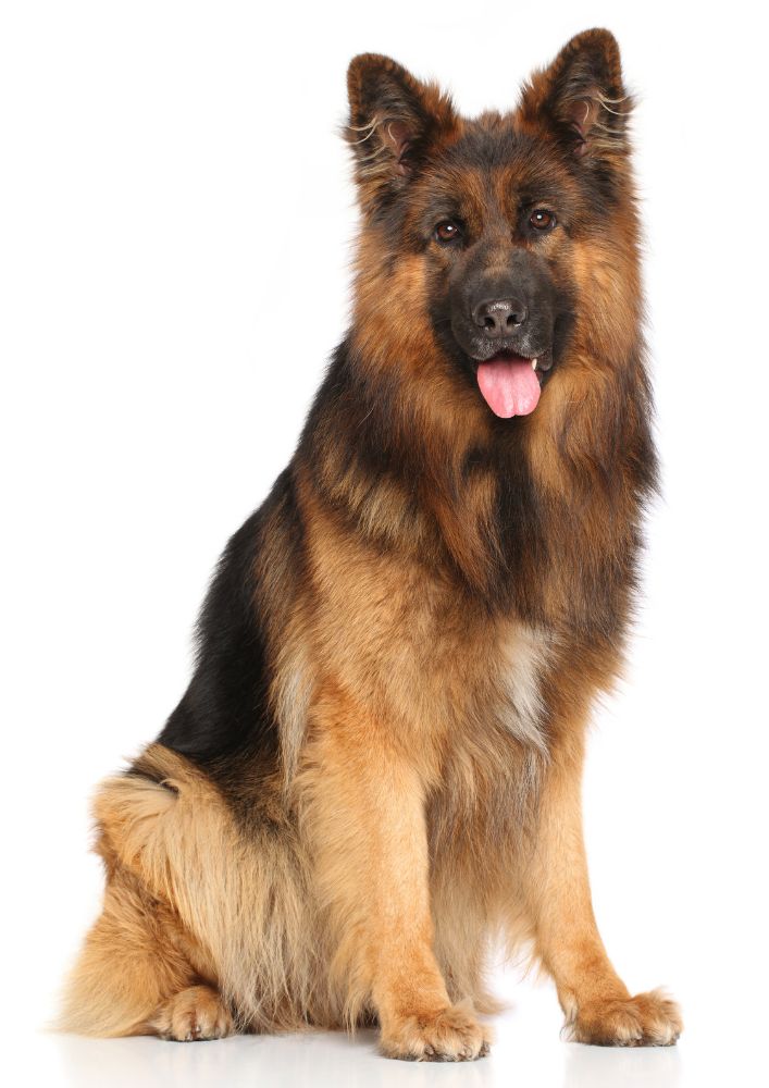 You are currently viewing German Shepherd