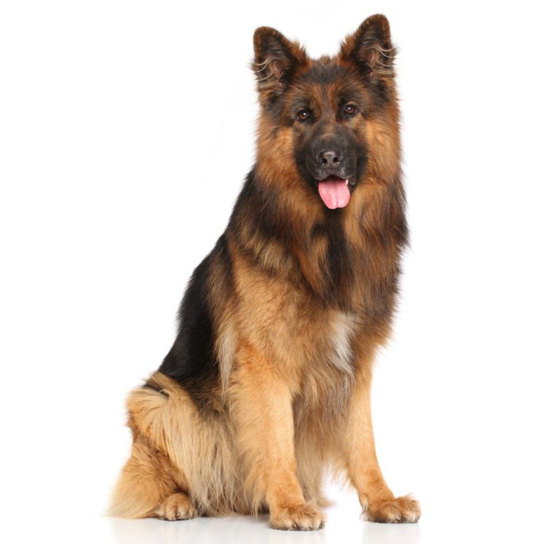 Read more about the article Top 10 Guard Dog Breeds