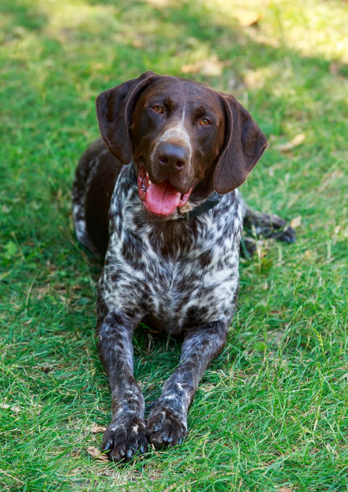 Read more about the article German Shorthaired Pointer