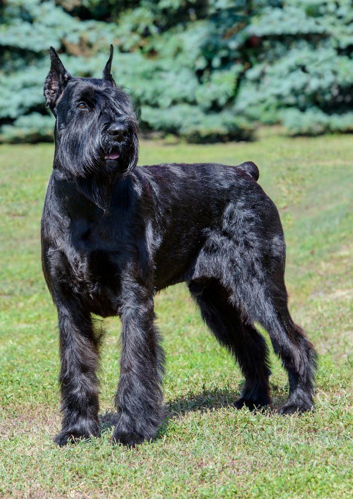 Read more about the article Giant Schnauzer