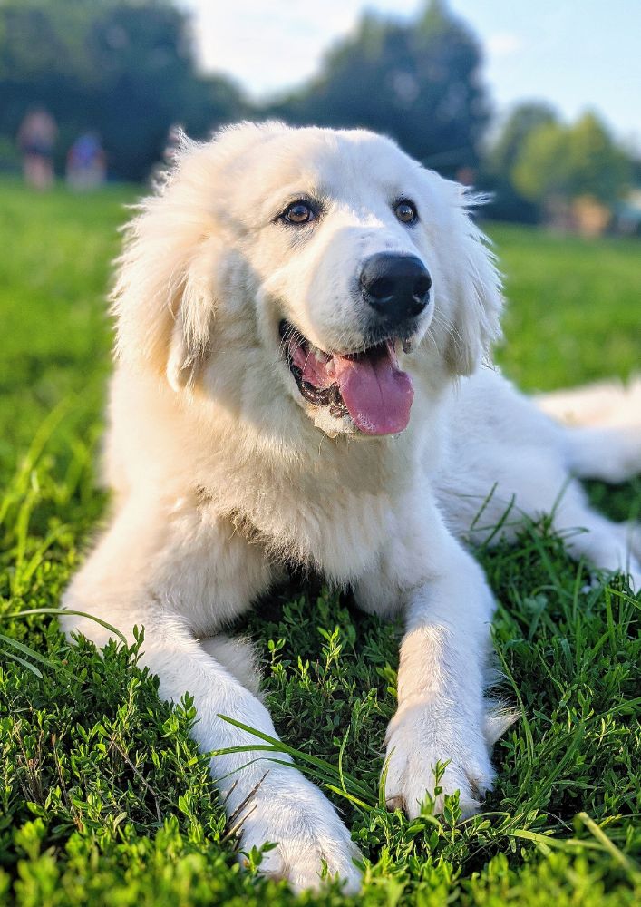 Read more about the article Great Pyrenees