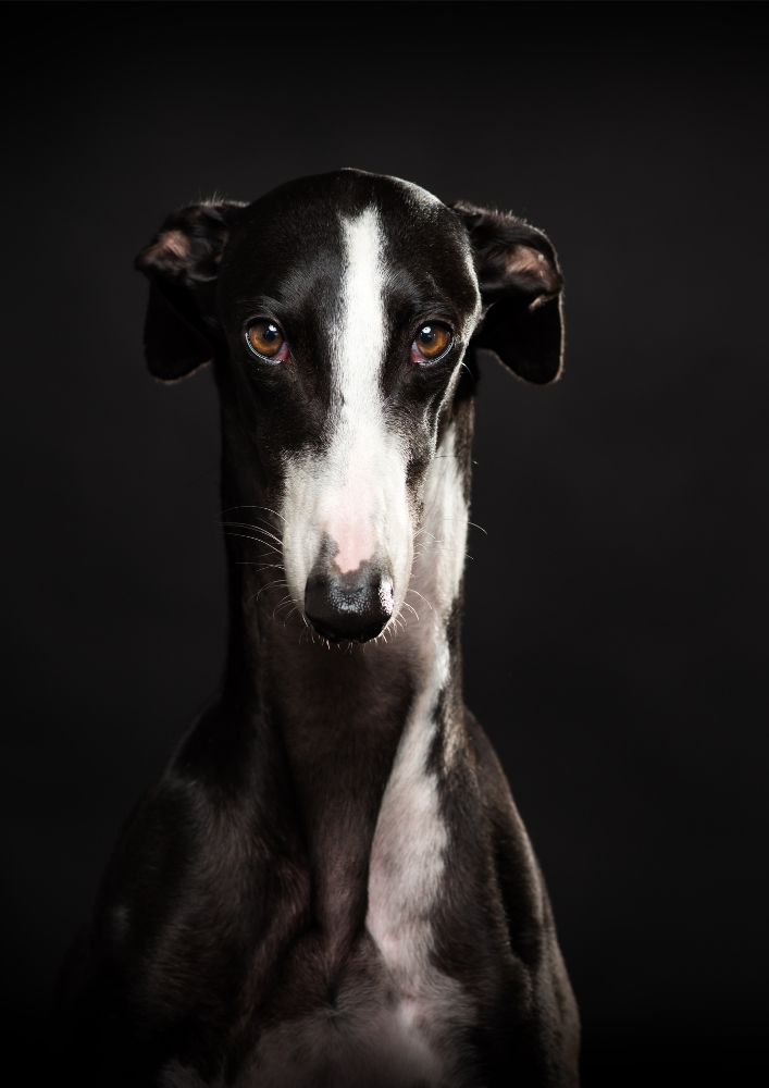 Read more about the article Greyhound