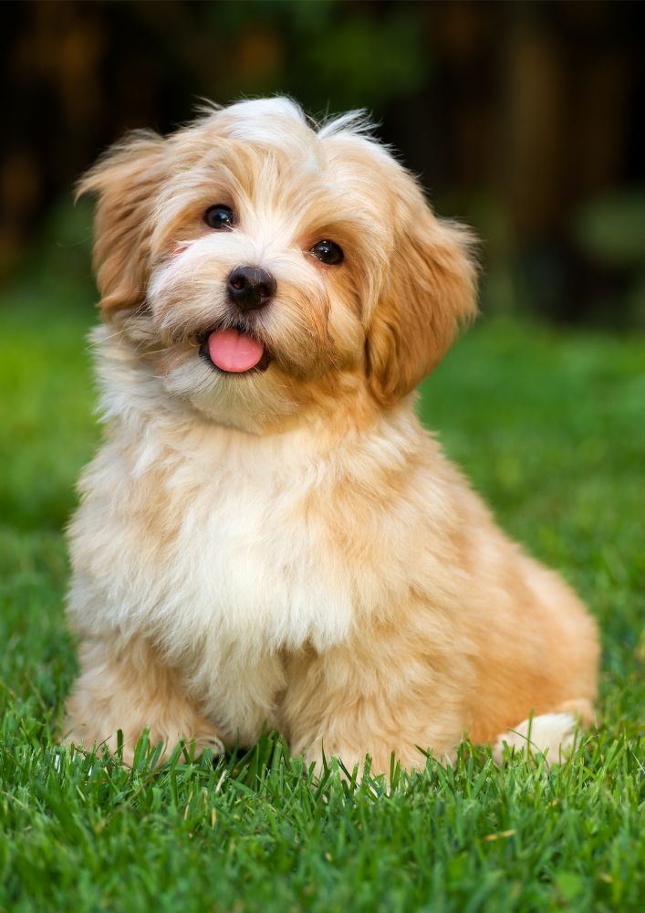 Read more about the article Havanese