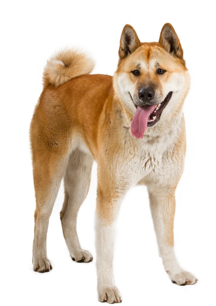 Read more about the article Akita