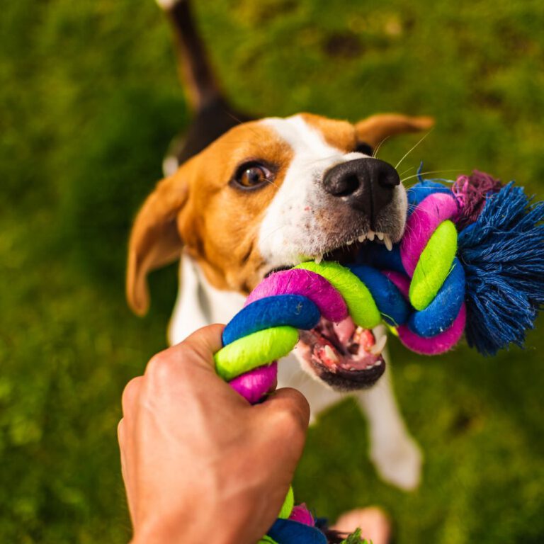 Read more about the article Best Toys for Active Dogs