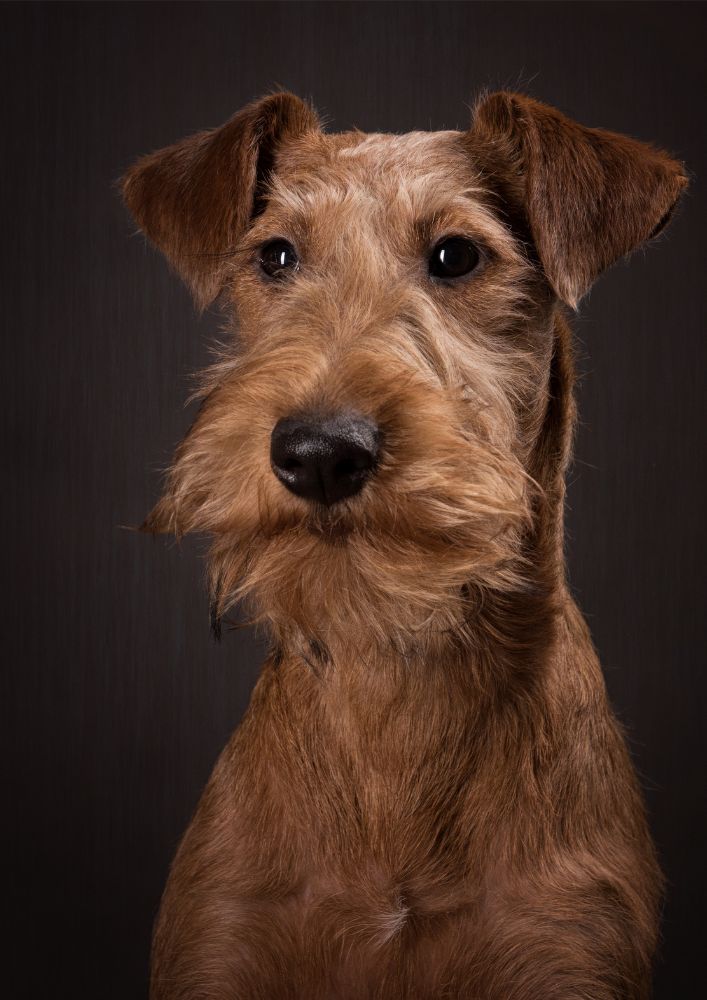 Read more about the article Irish Terrier