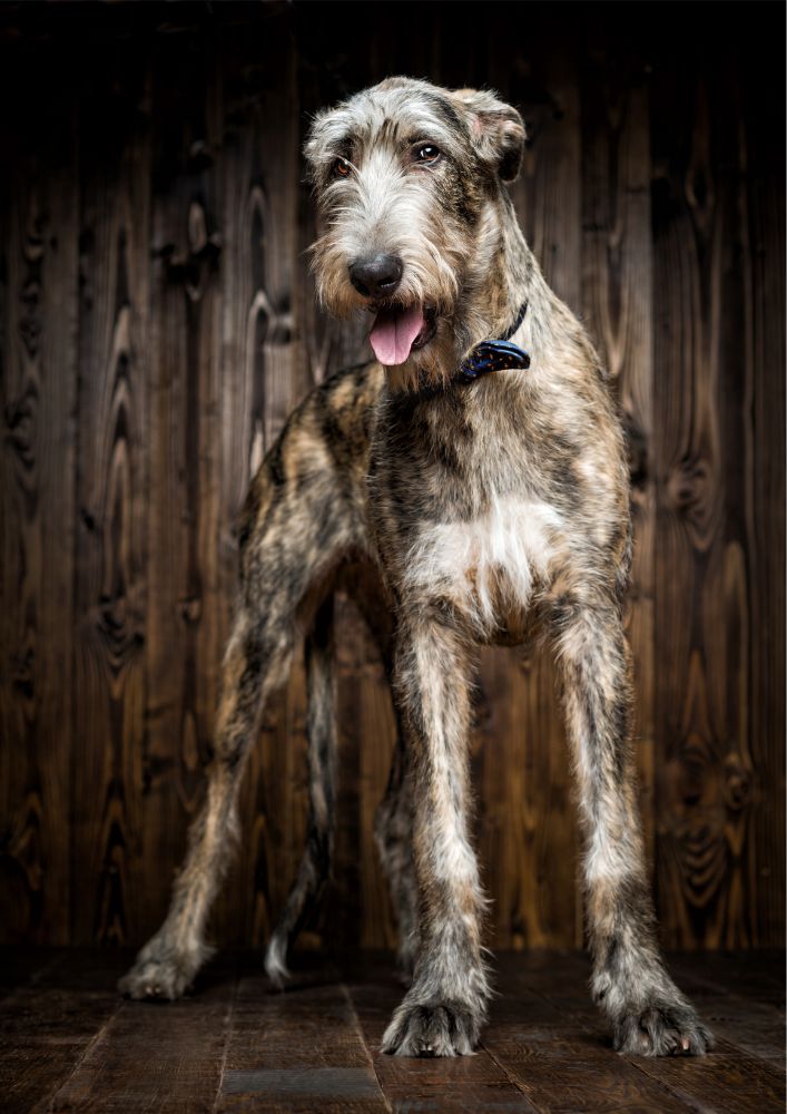 Read more about the article Irish Wolfhound