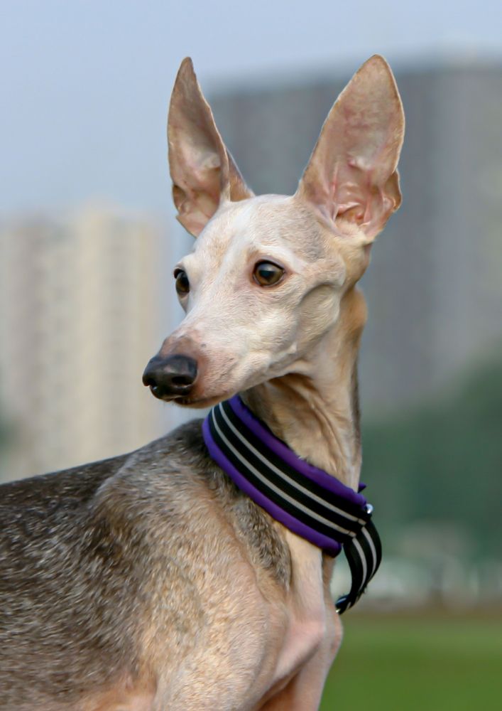 Read more about the article Italian Greyhound