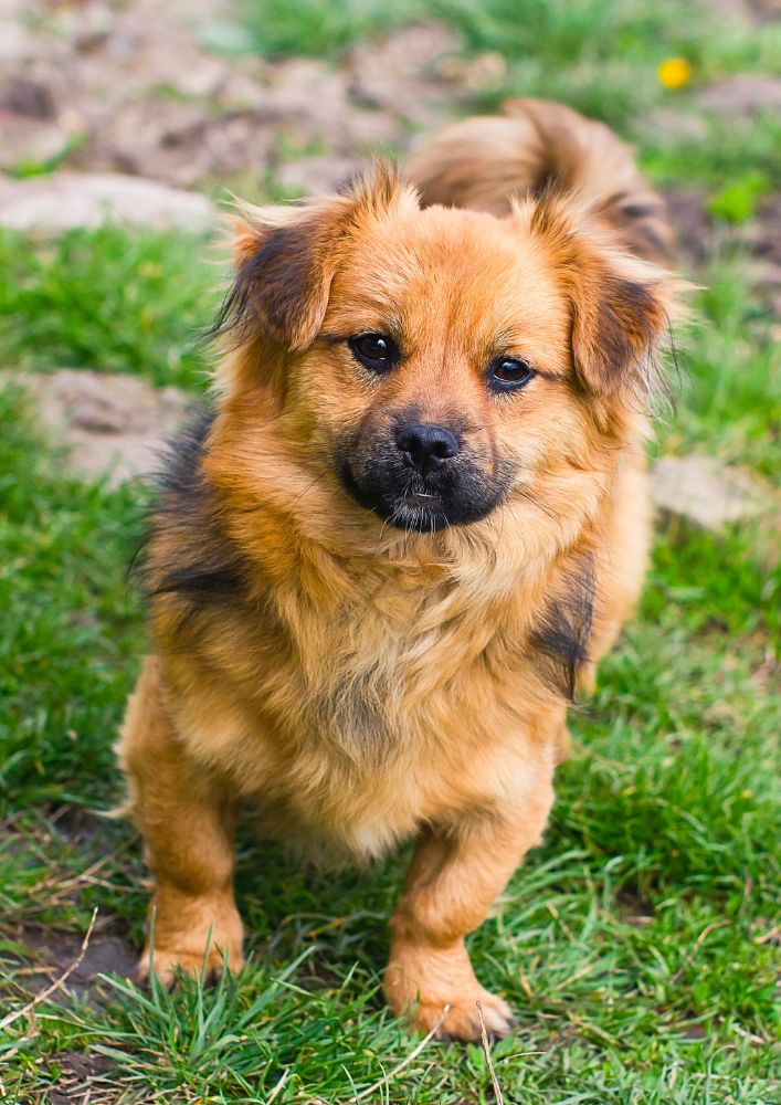 Read more about the article Tibetan Spaniel