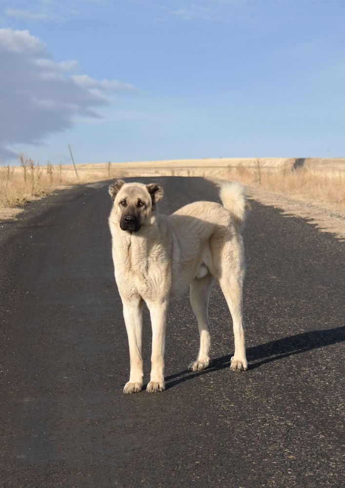 Read more about the article Kangal Shepherd Dog