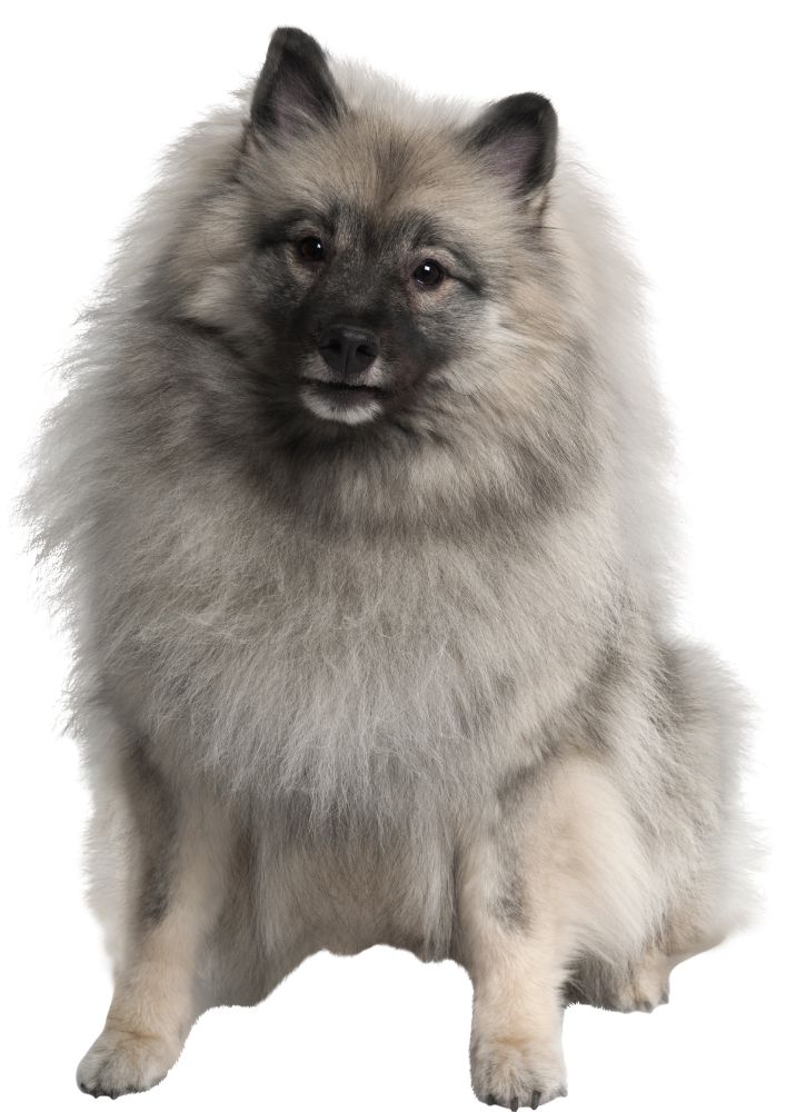 Read more about the article Keeshond