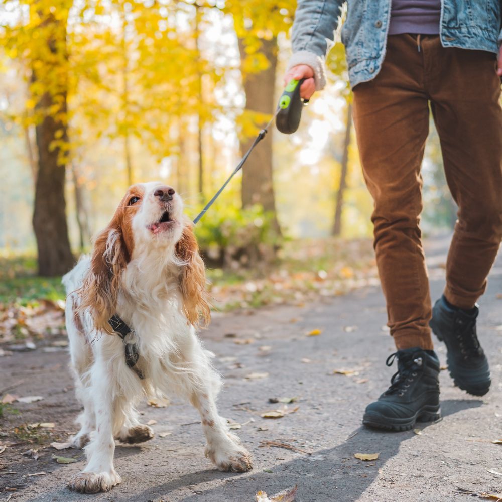 You are currently viewing Health Benefits of Owning a Dog