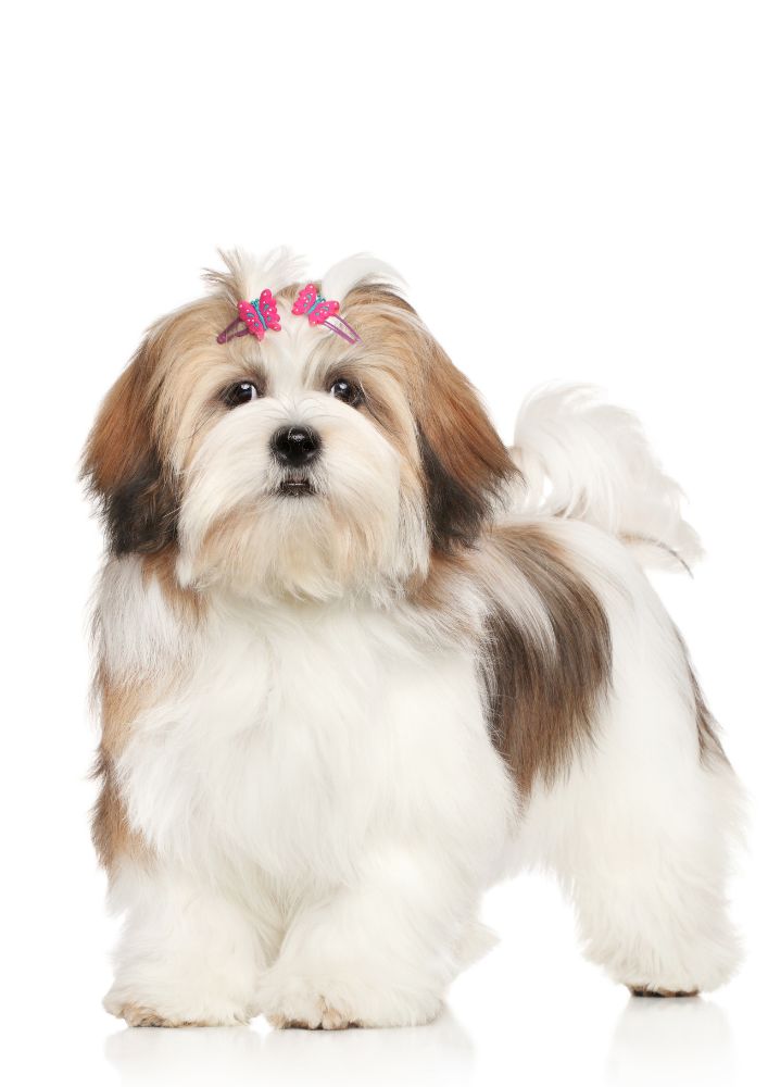 Read more about the article Lhasa Apso