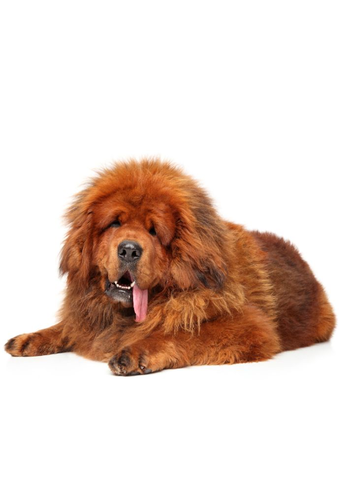 Read more about the article Tibetan Mastiff