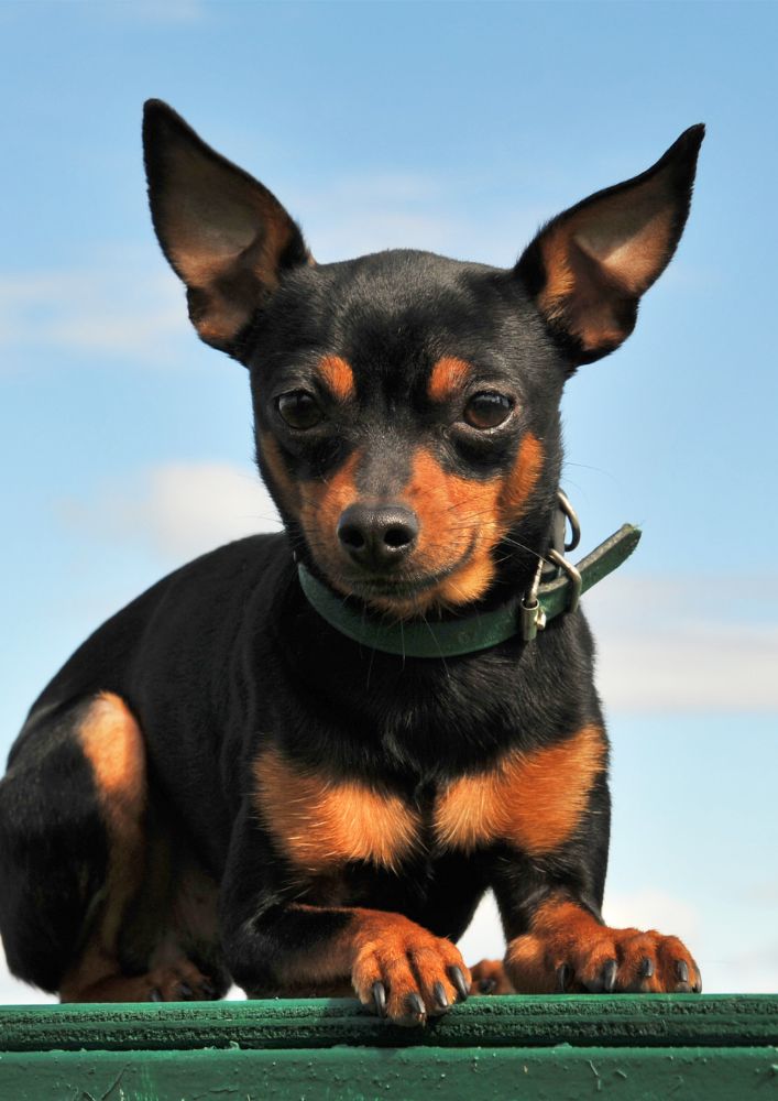 Read more about the article Miniature Pinscher