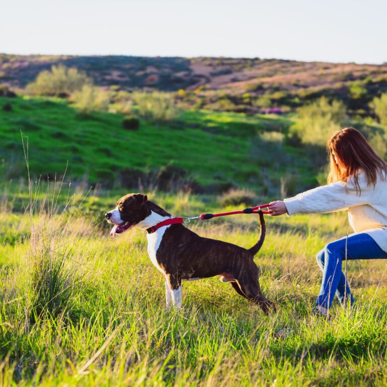 Read more about the article Leash Training: A Comprehensive Guide for Dog Owners