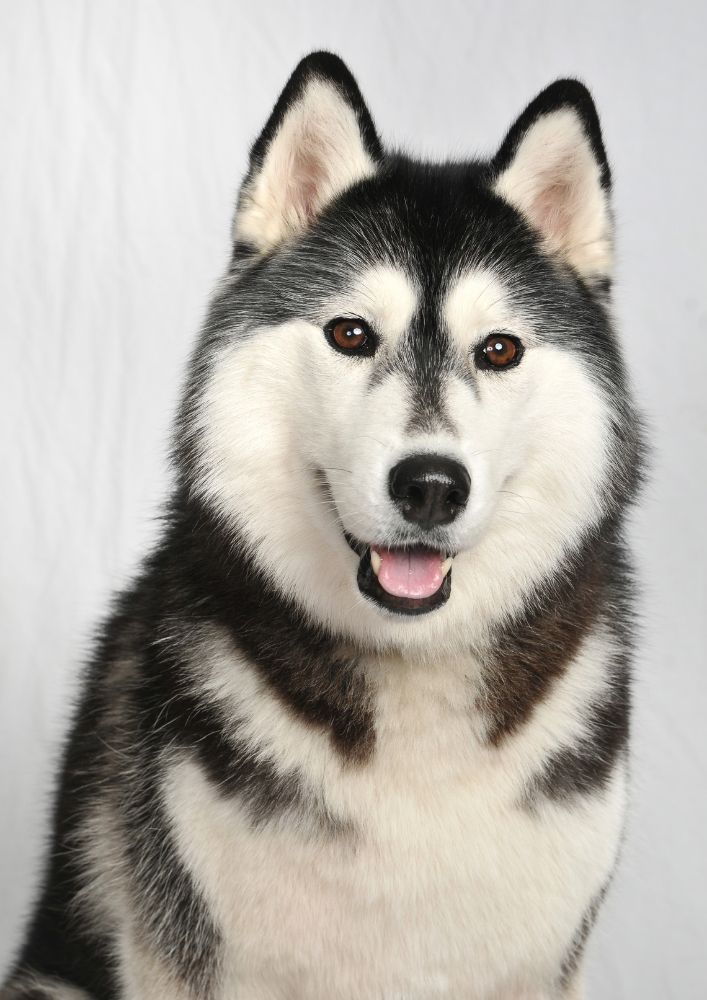 Read more about the article Alaskan Malamute