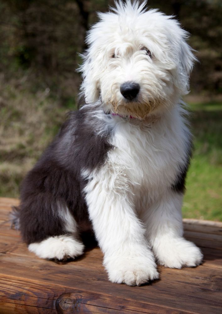 Read more about the article Old English Sheepdog